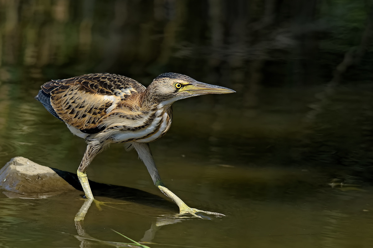bittern