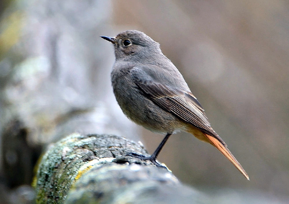 Redstart