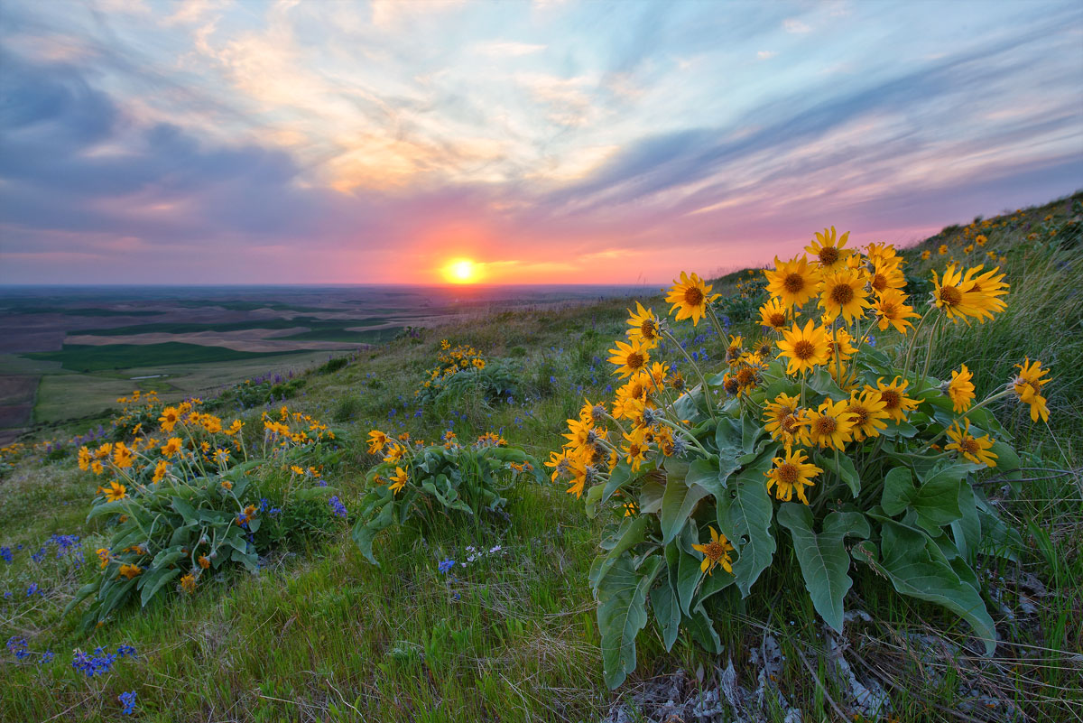 Steptoe Butte, Palouse (sunset) , WA