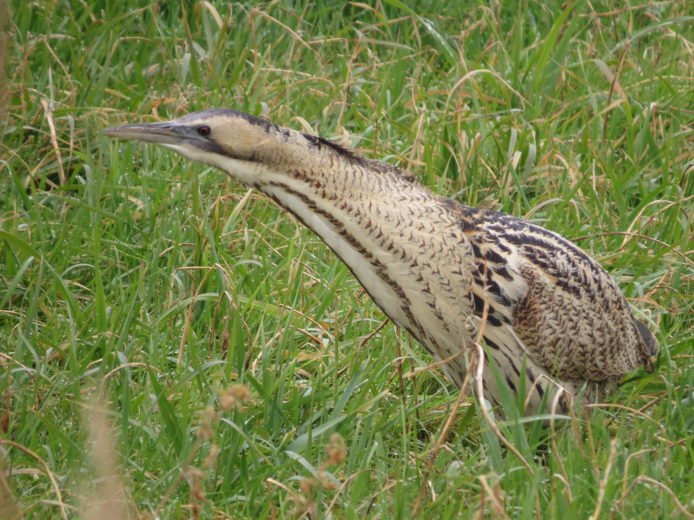 Bittern