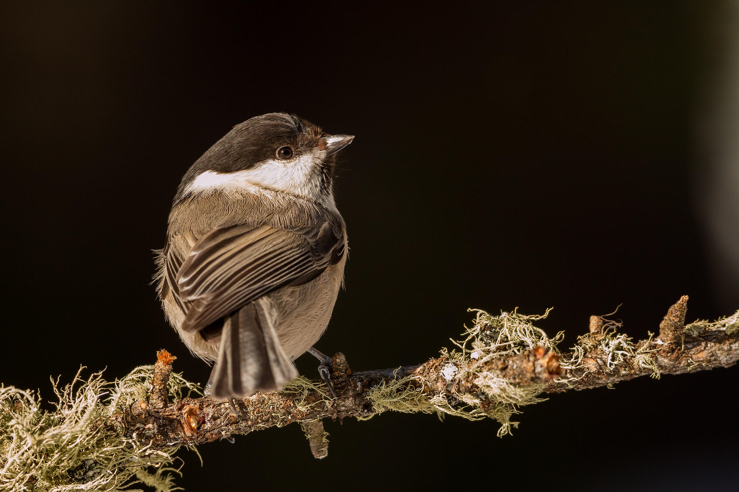 willow tit