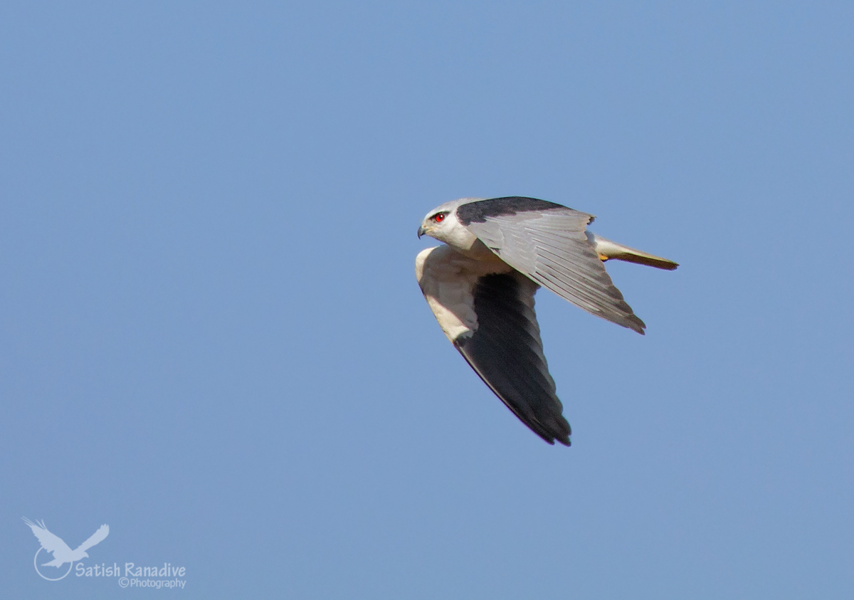 Black Shouldered kite, adult in flight.