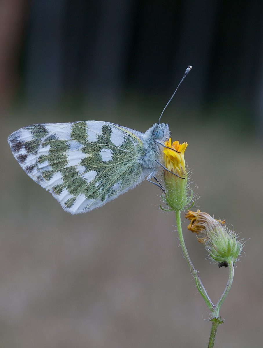 sempre Pontia Edusa, è la mia  prima di stagione