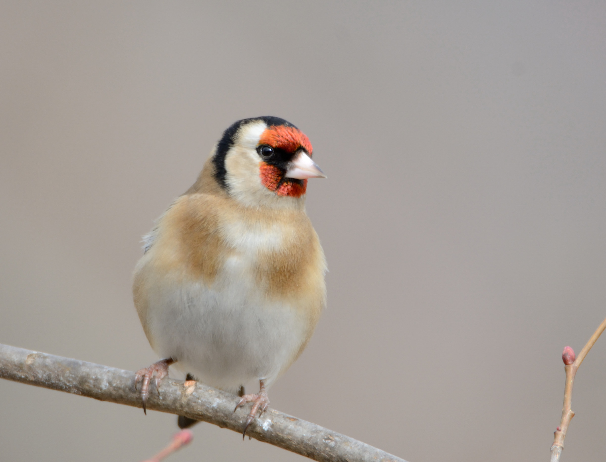 Goldfinch