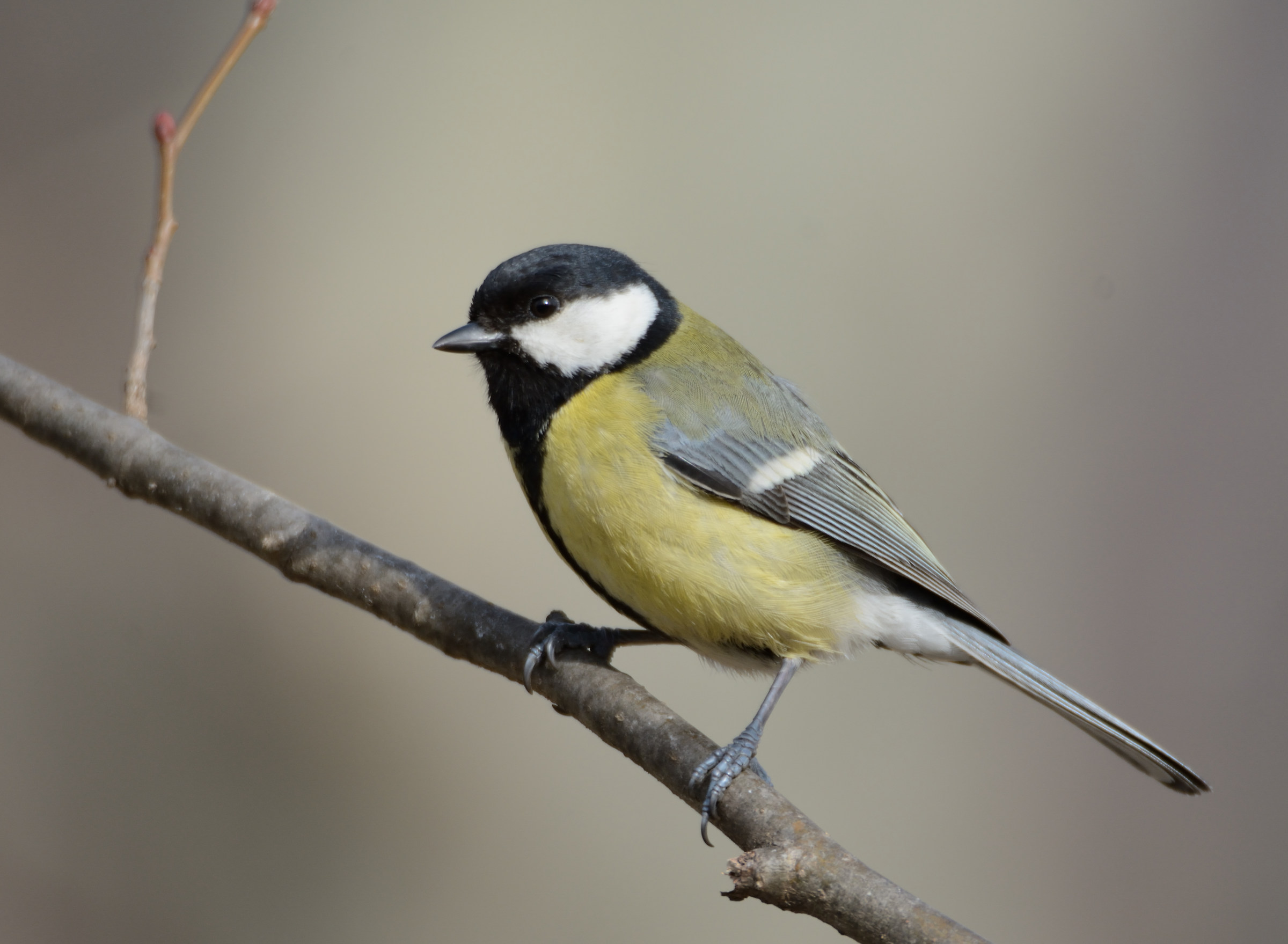 Great Tit
