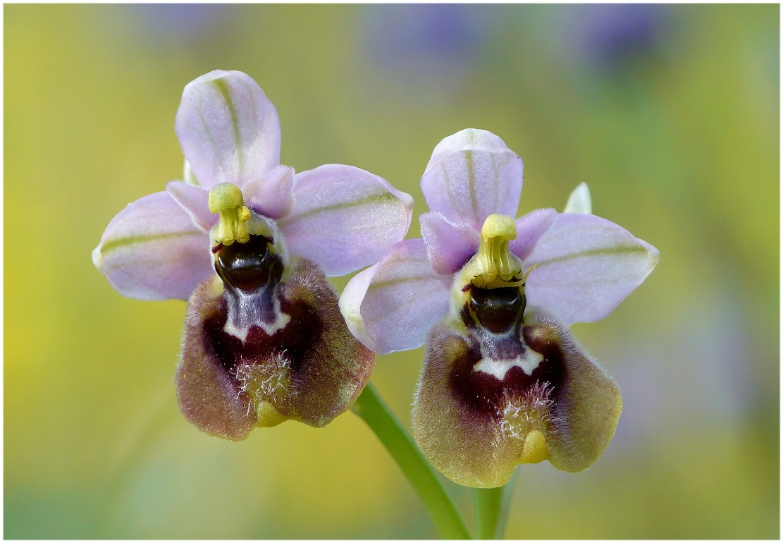 Ophrys tenthredinifera