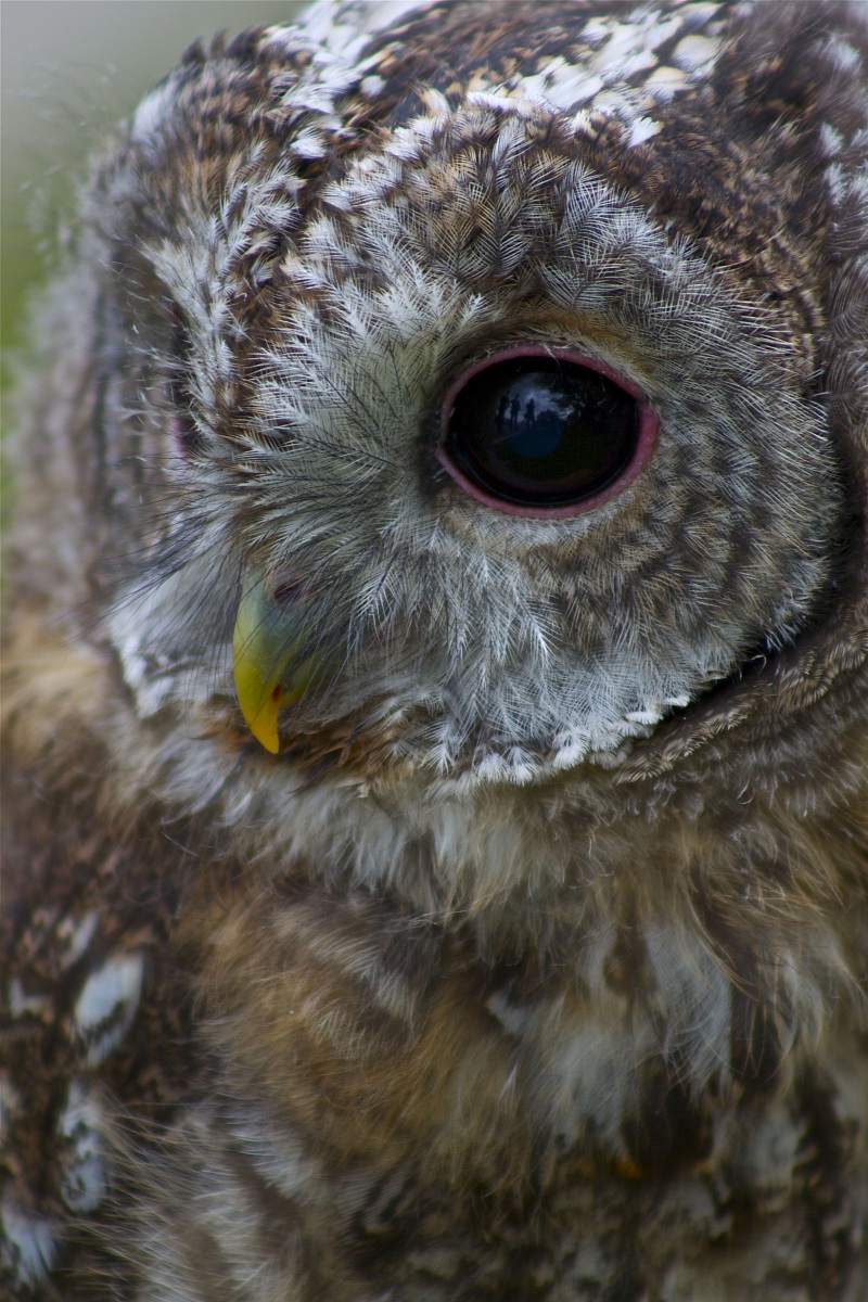 Tawny Owl - Strix Aluco