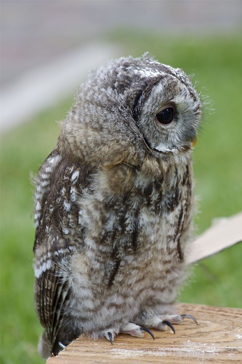 Tawny Owl - Strix Aluco