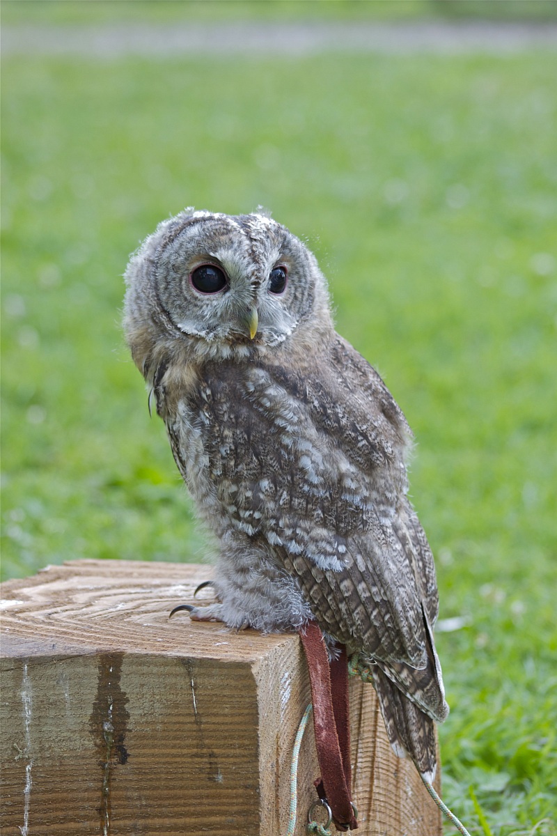 Tawny Owl - Strix Aluco