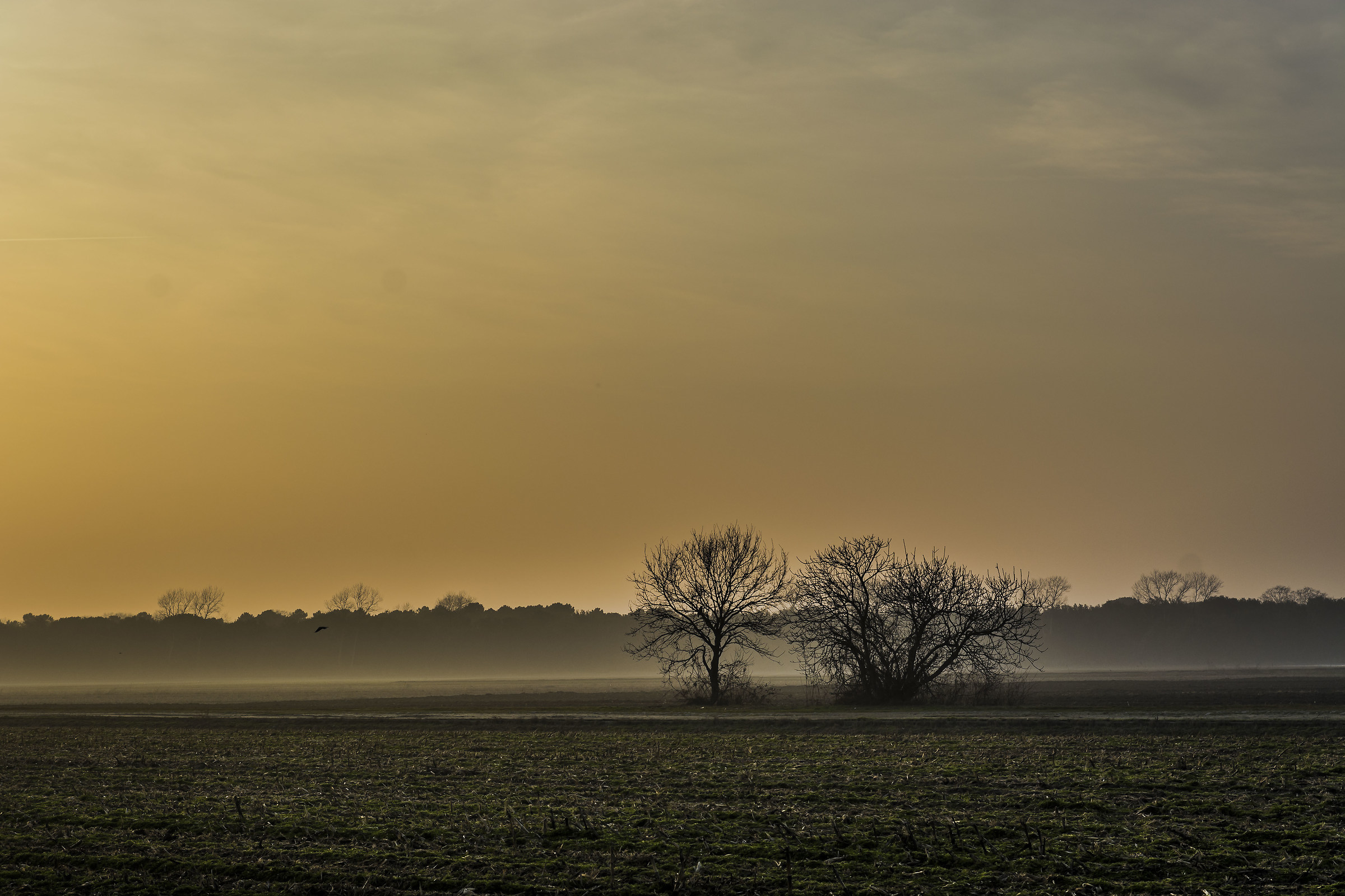 glimpses into the po delta