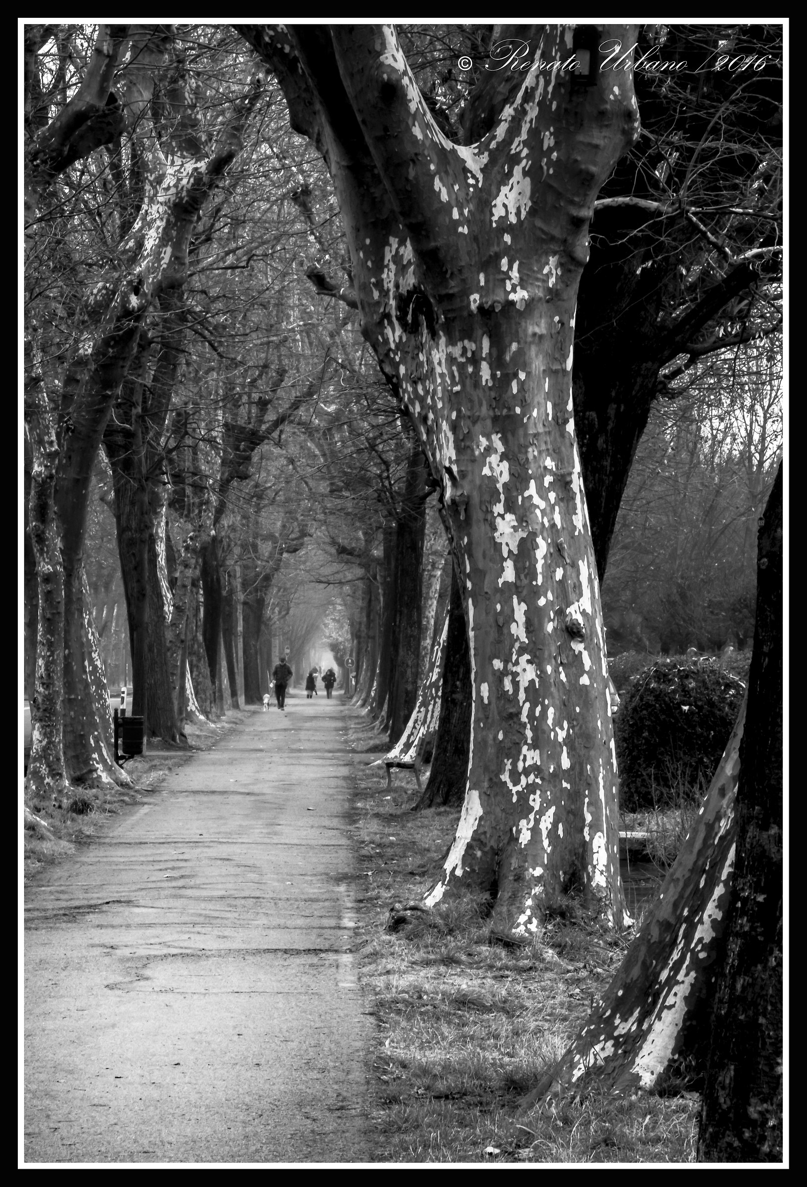 Passeggiata nel viale alberato