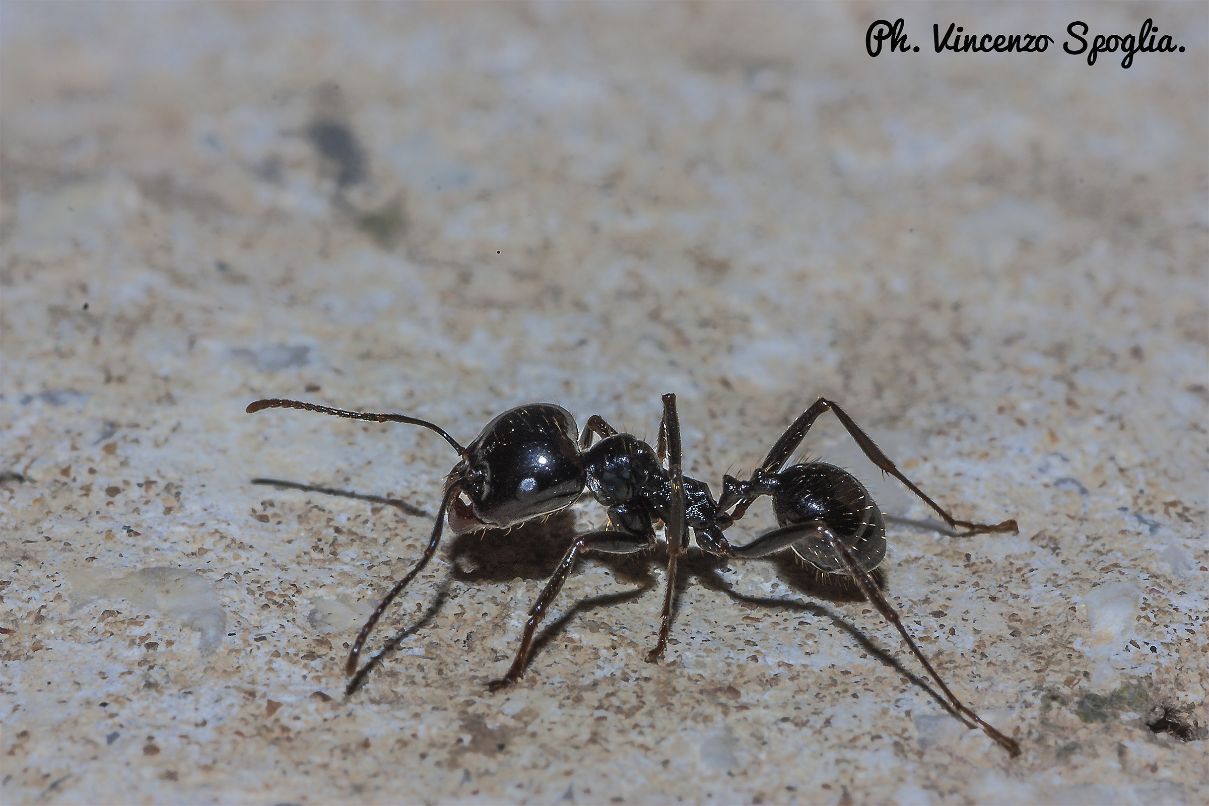 Black ant Night