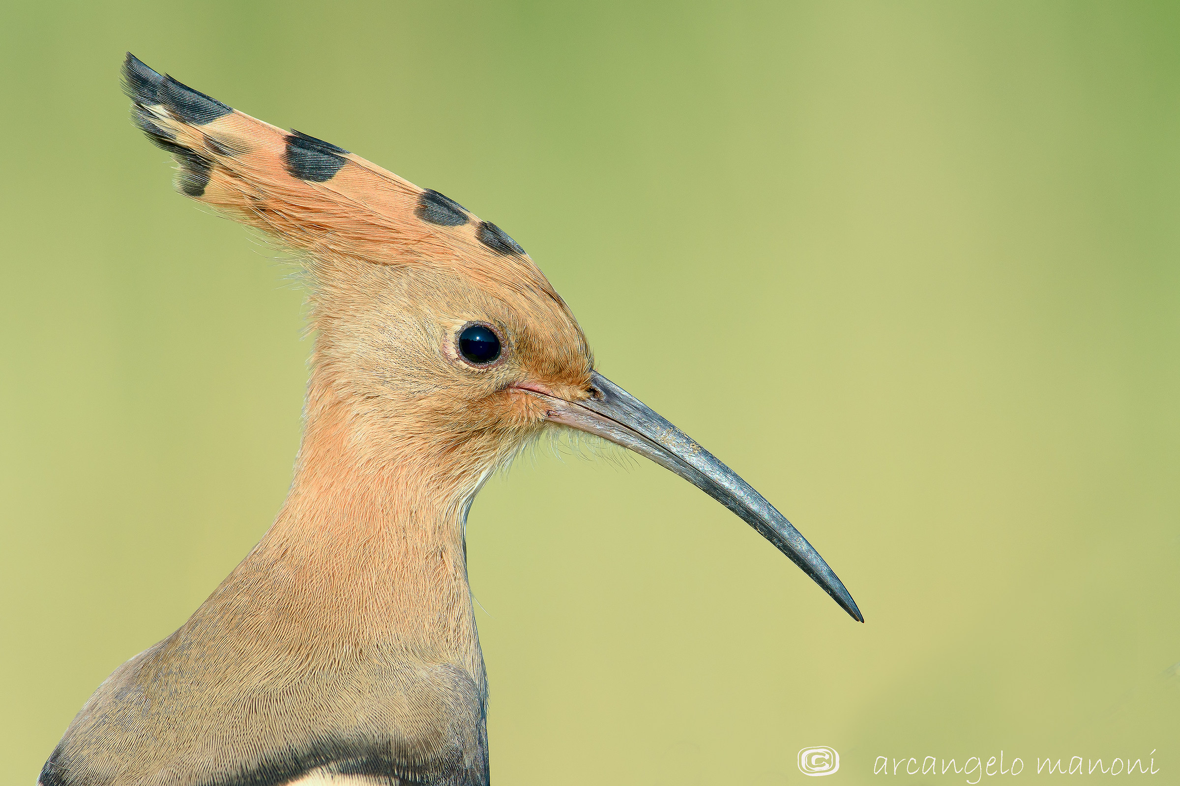 Ritratto nr 5 all'Upupa