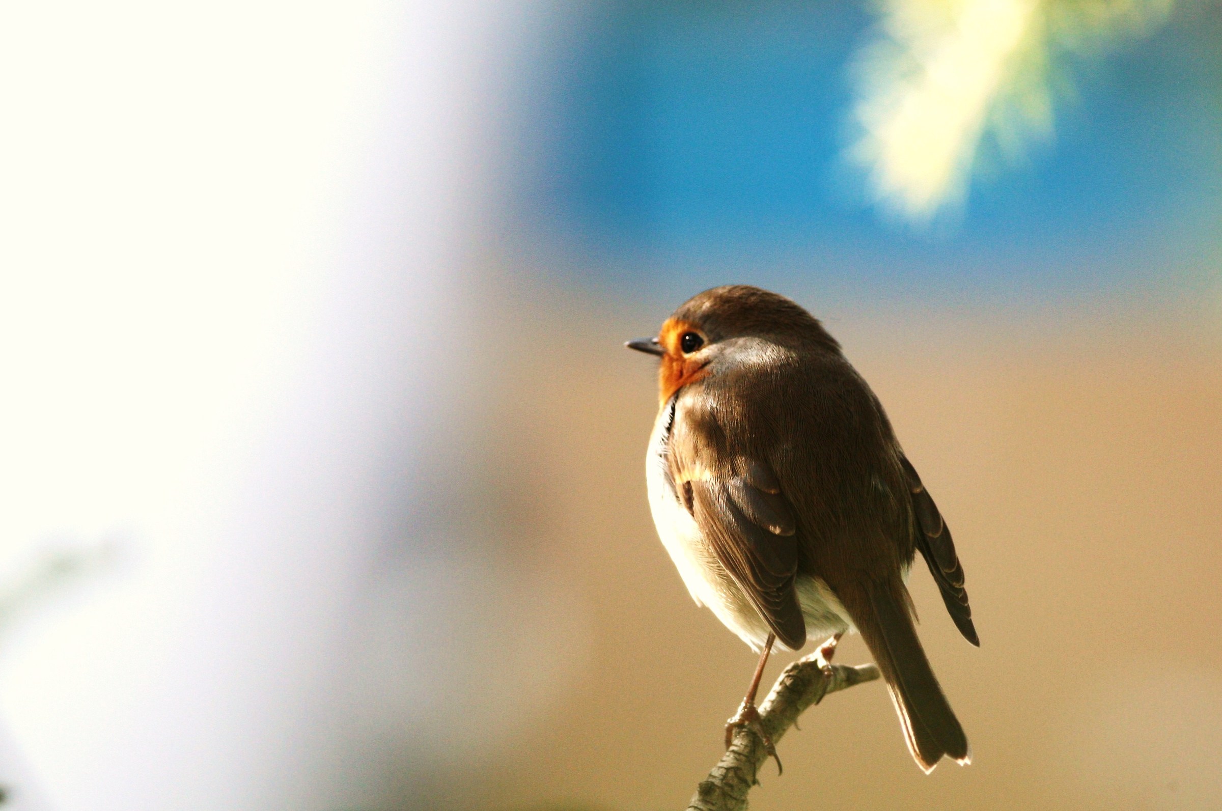 Pettirosso in piena luce!