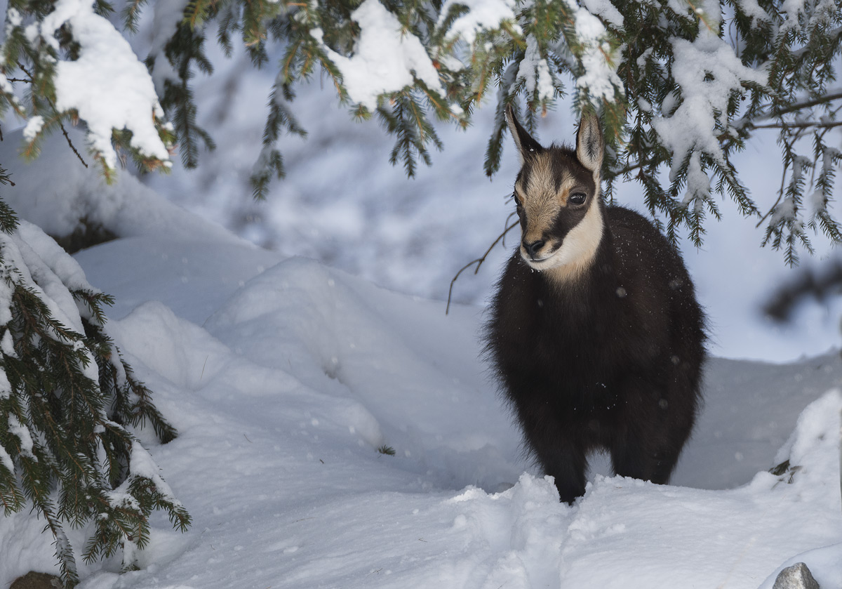 chamois