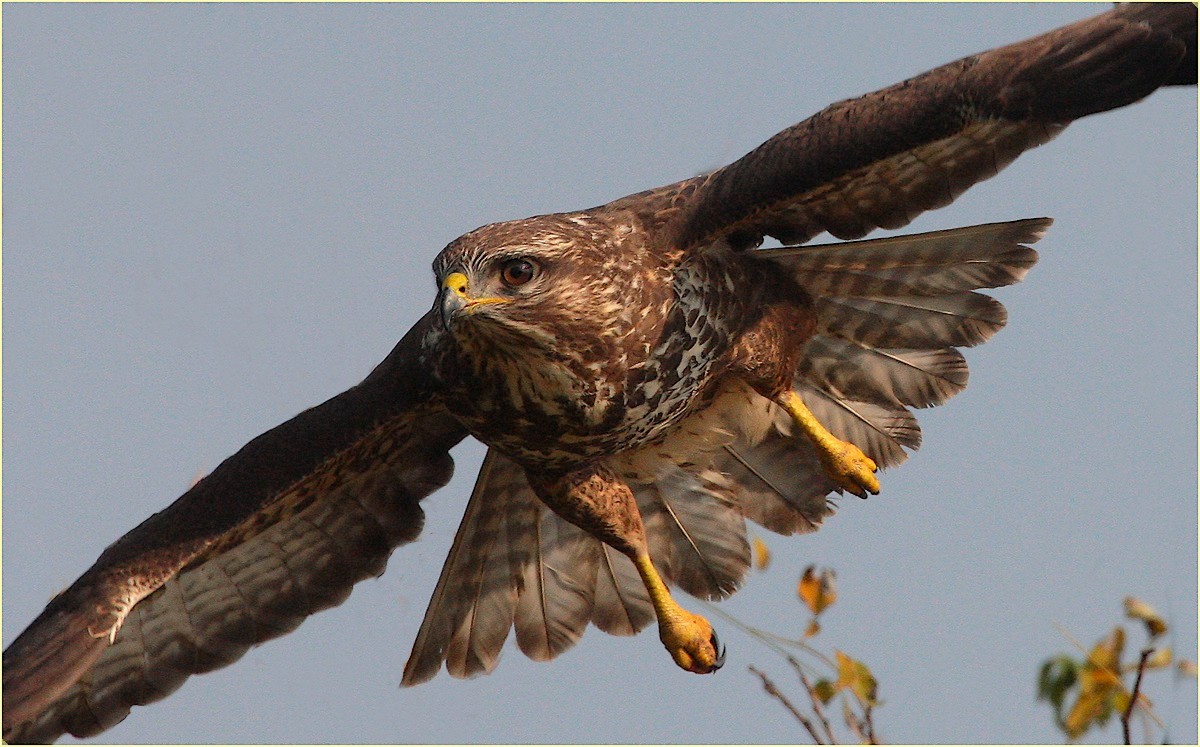 buzzard