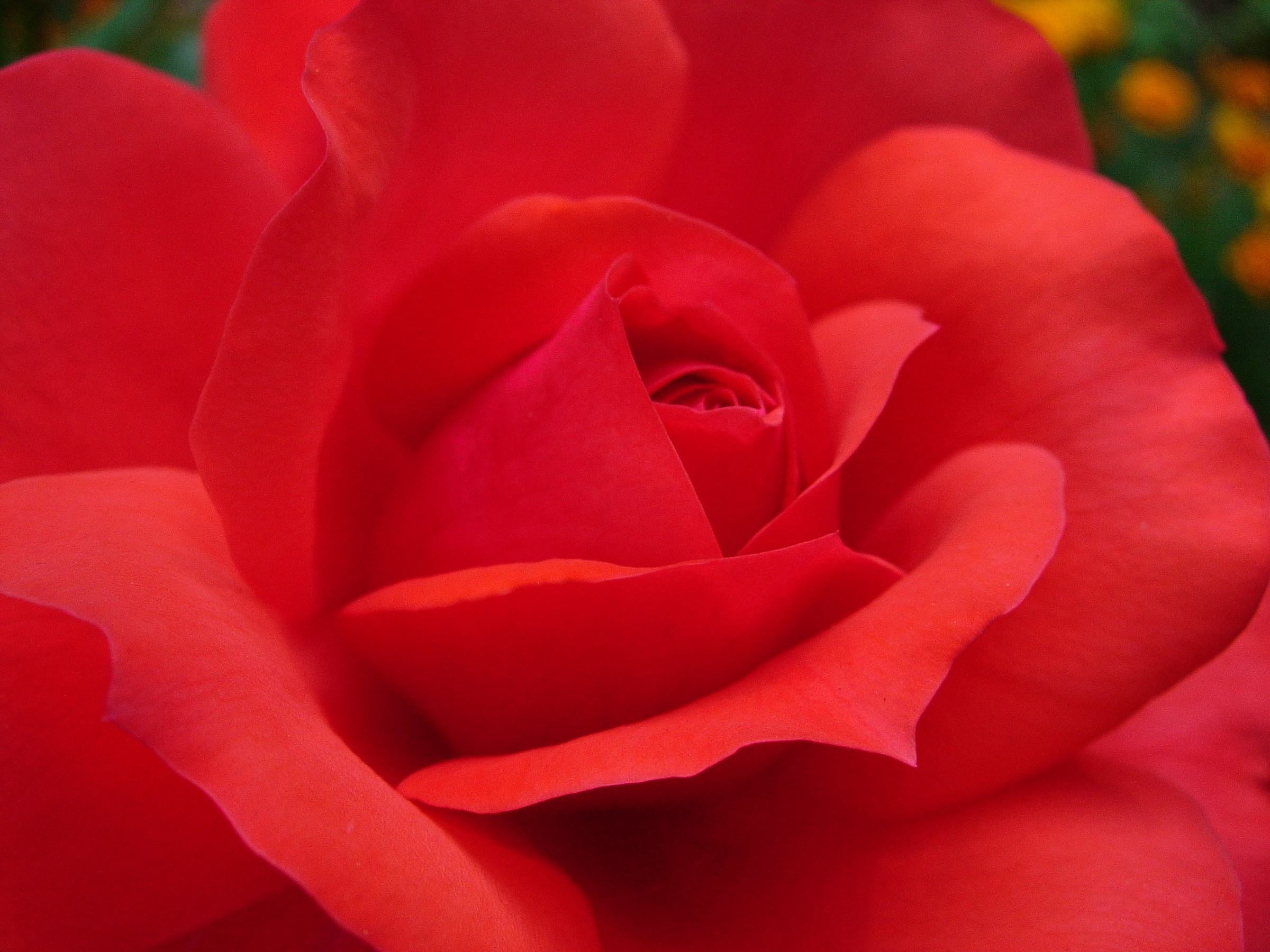 red rose for you