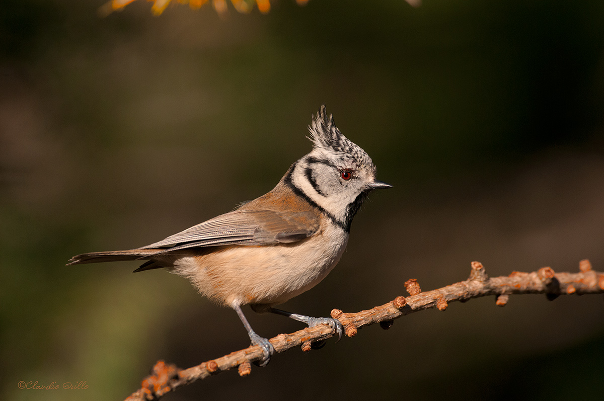 Crested Tit
