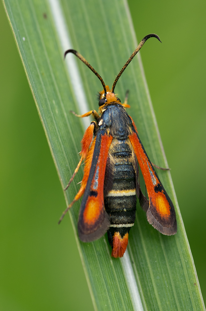 Pyropteron-chrysidiforme-(Esper,-1782)---Sesiidae2