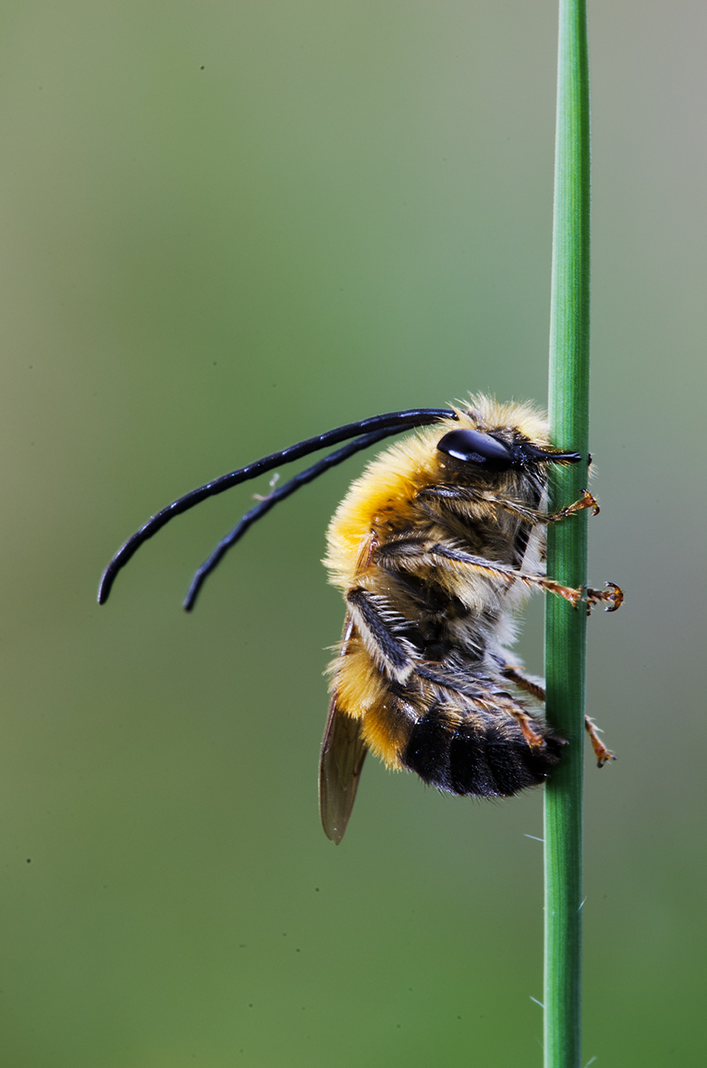 Eucera longicornis(Linnaeus, 1758) - ApidaeIMGP7461