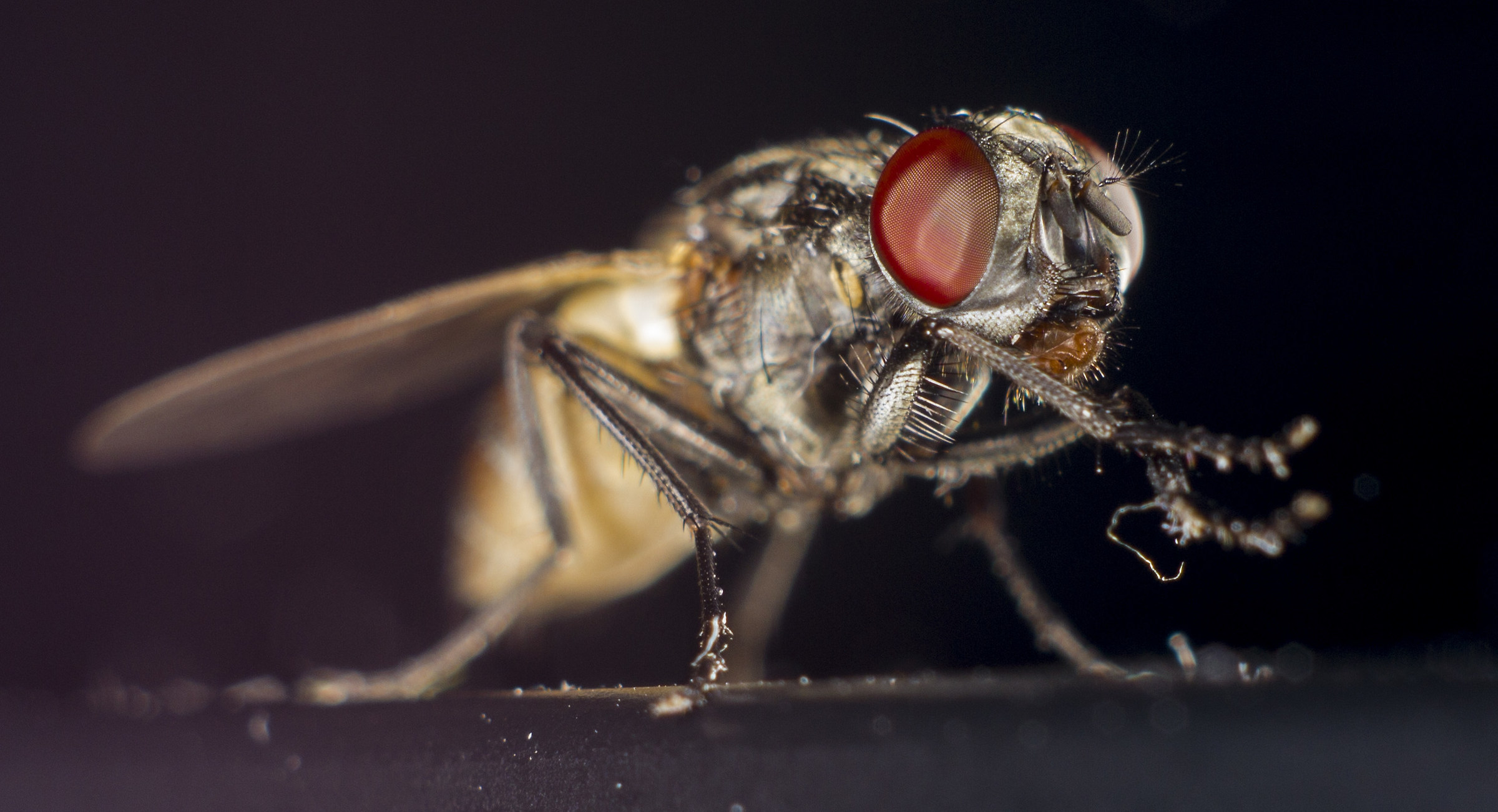 io me ne lavo le mani