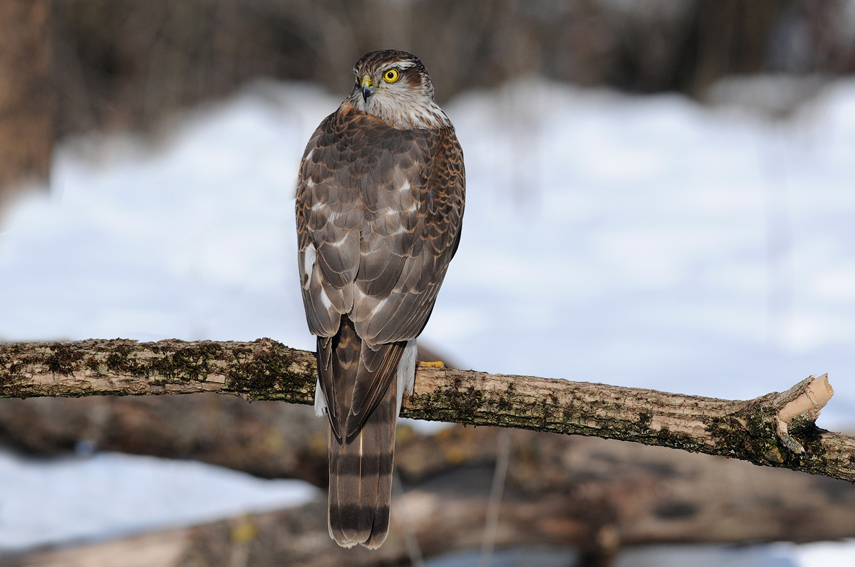 sparrowhawk