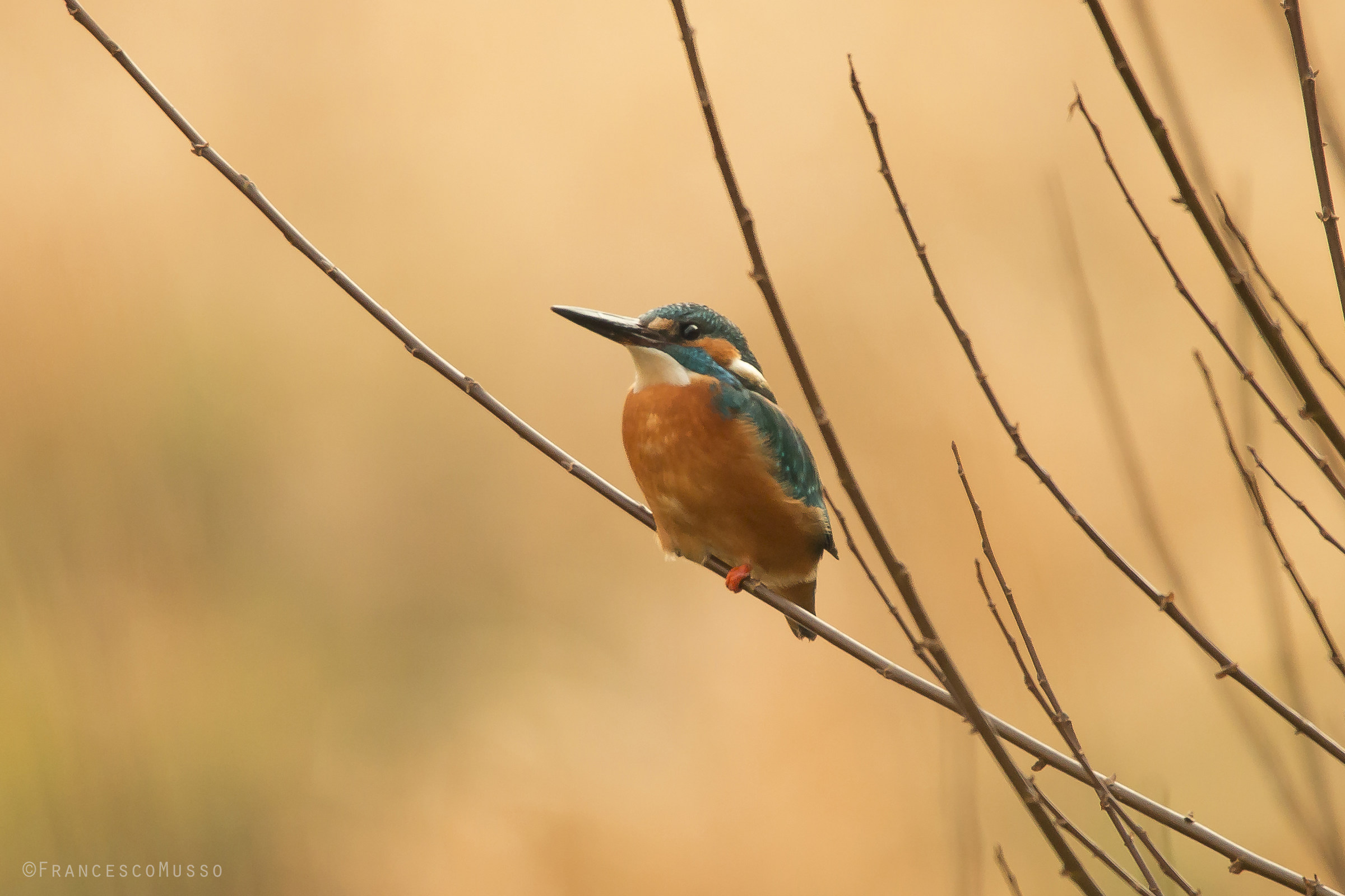 martin pescatore in attesa