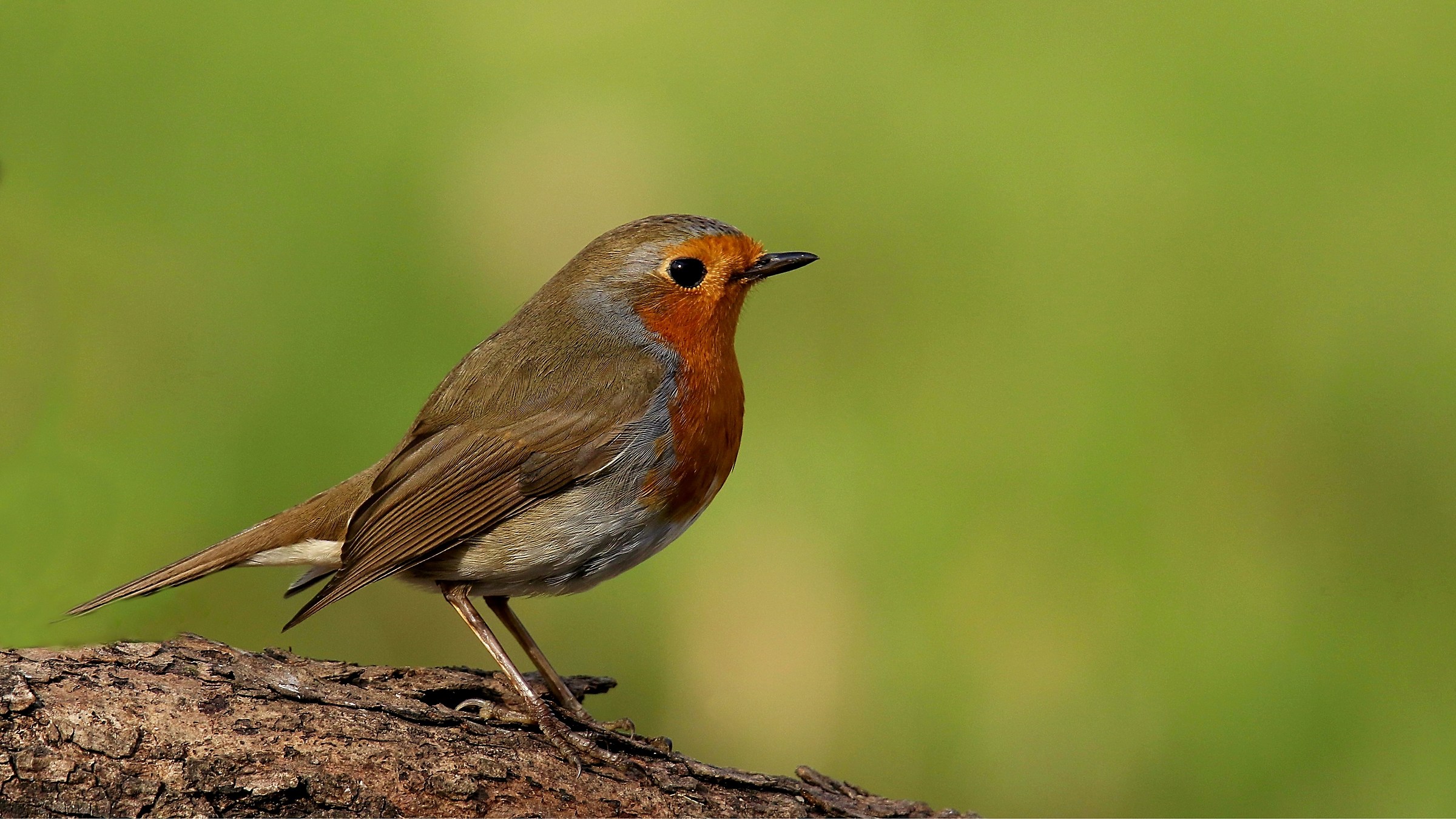 Robin