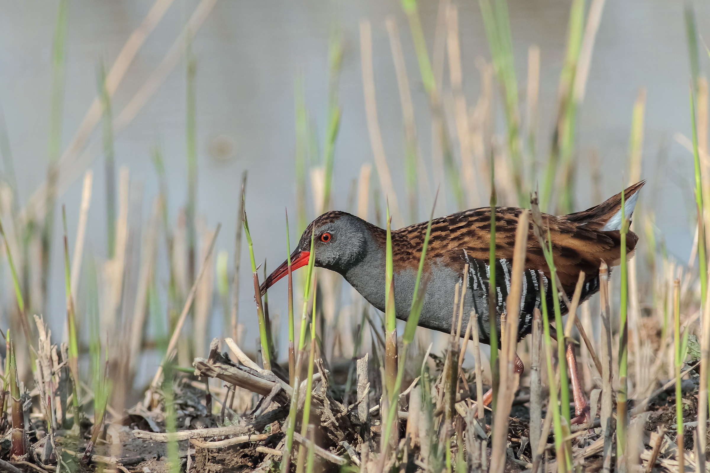 Water Rail
