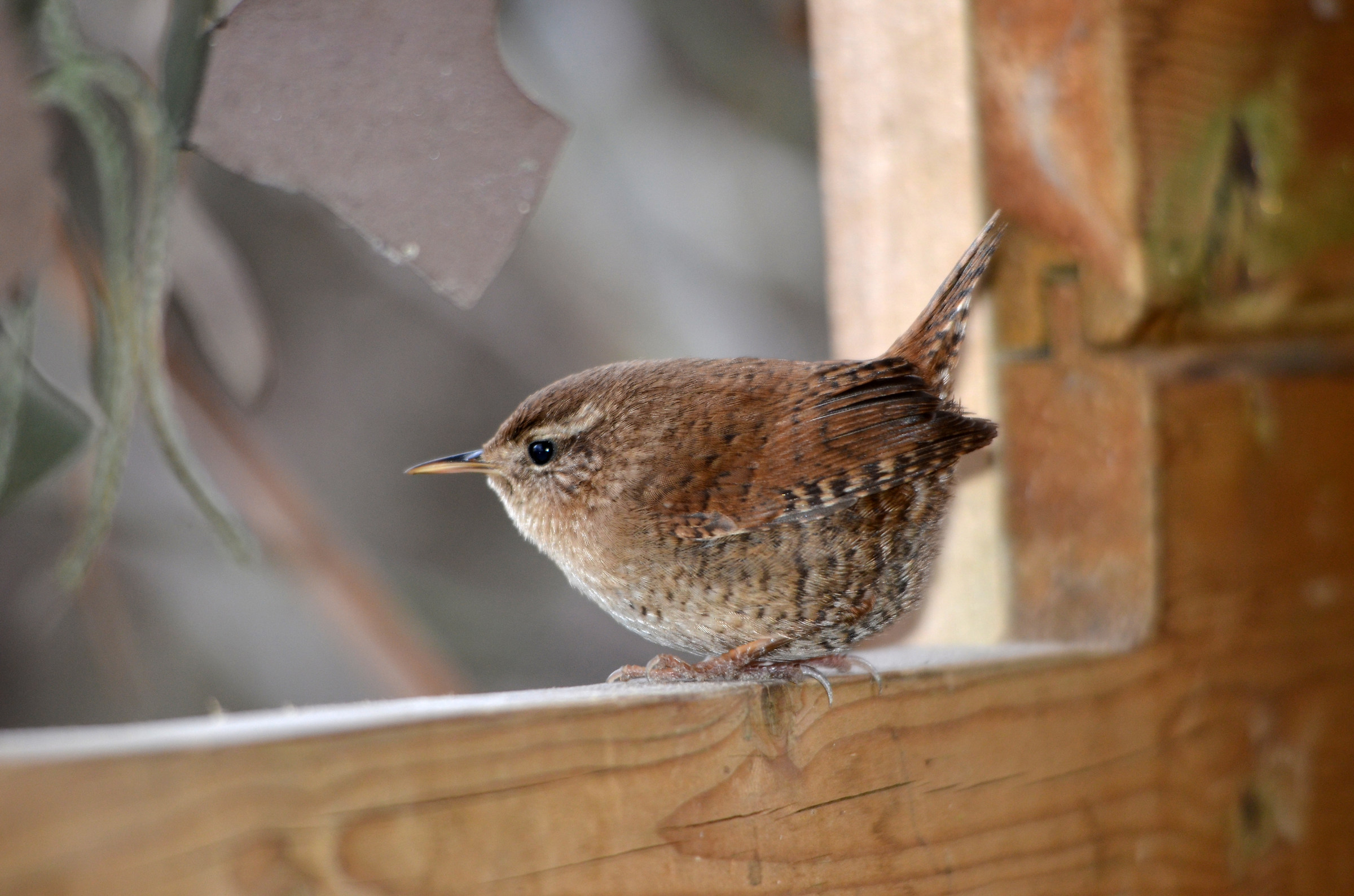 Wren