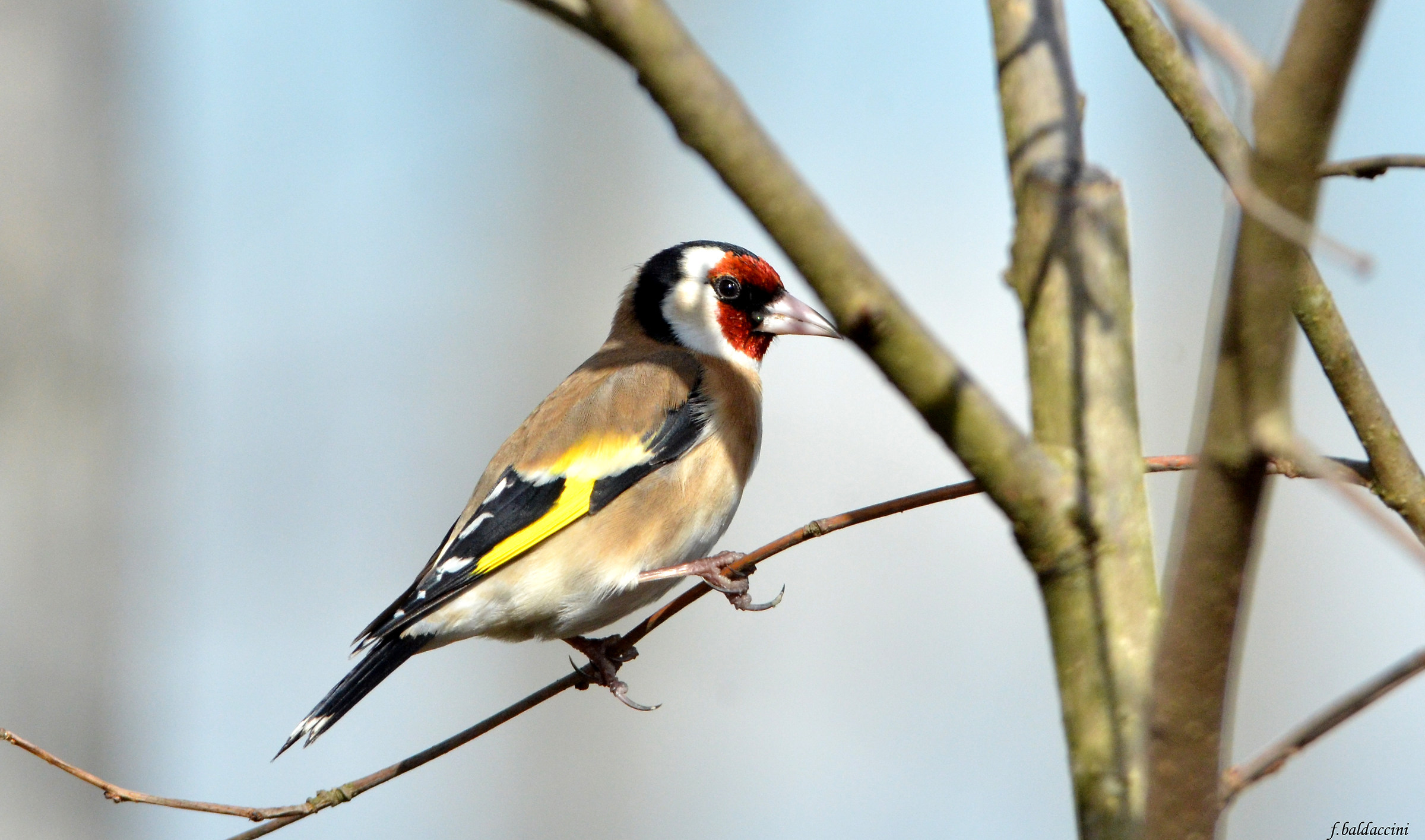 the Goldfinch