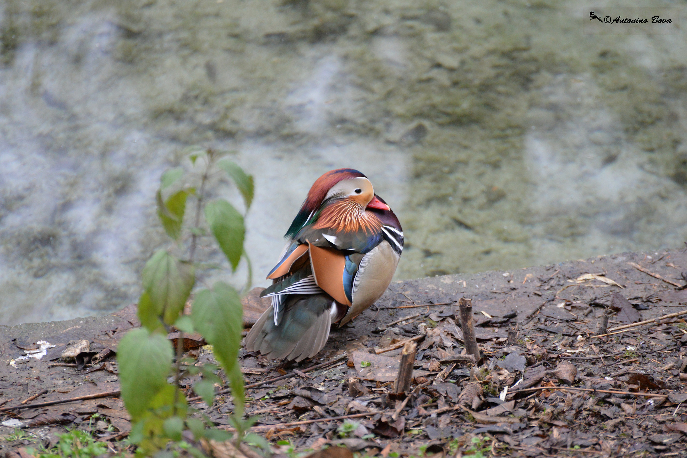 mandarin duck