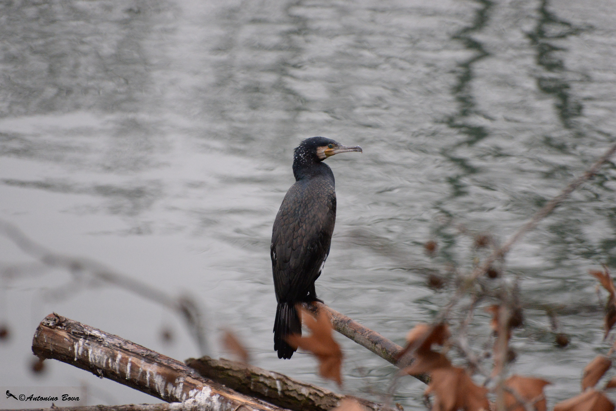 cormorant or the common cormorant