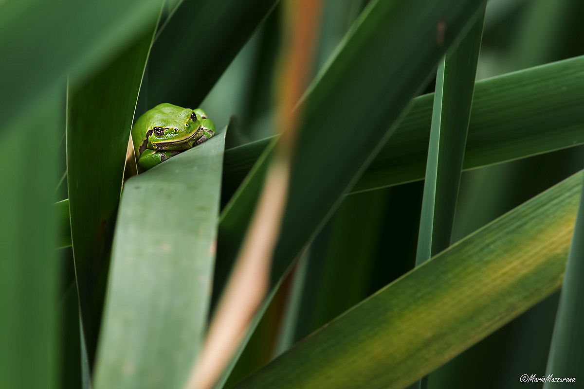 treefrog
