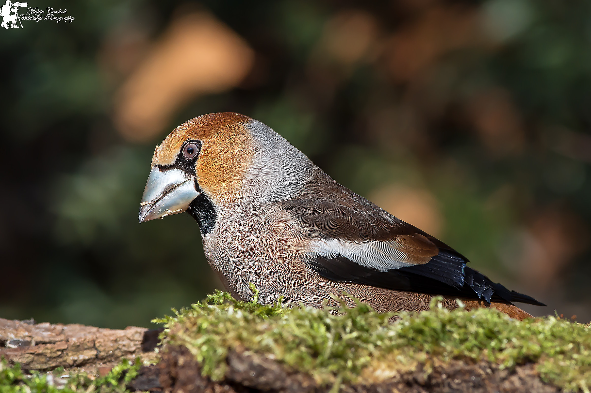 Hawfinch in Technicolor ...