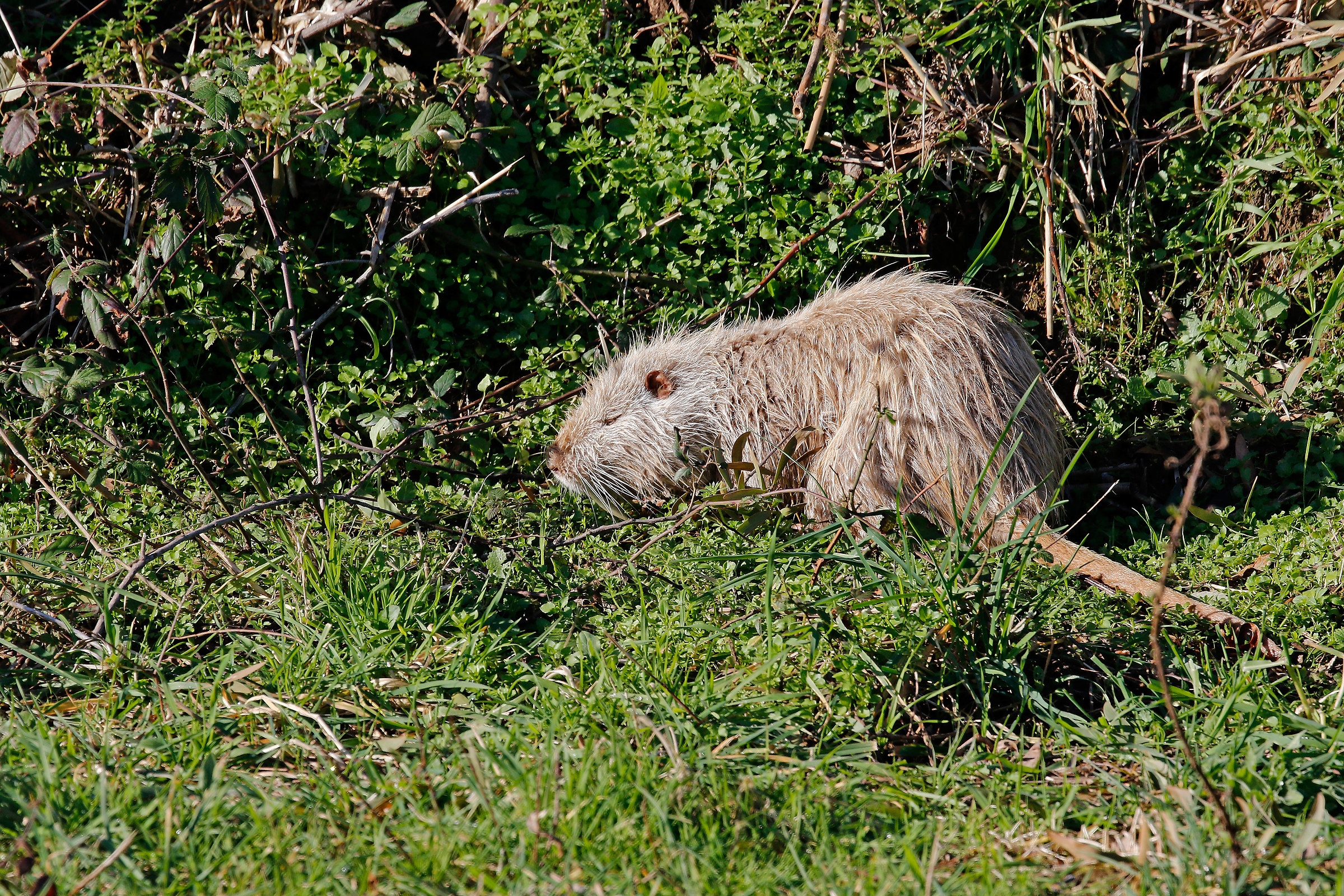 My first albino nutria