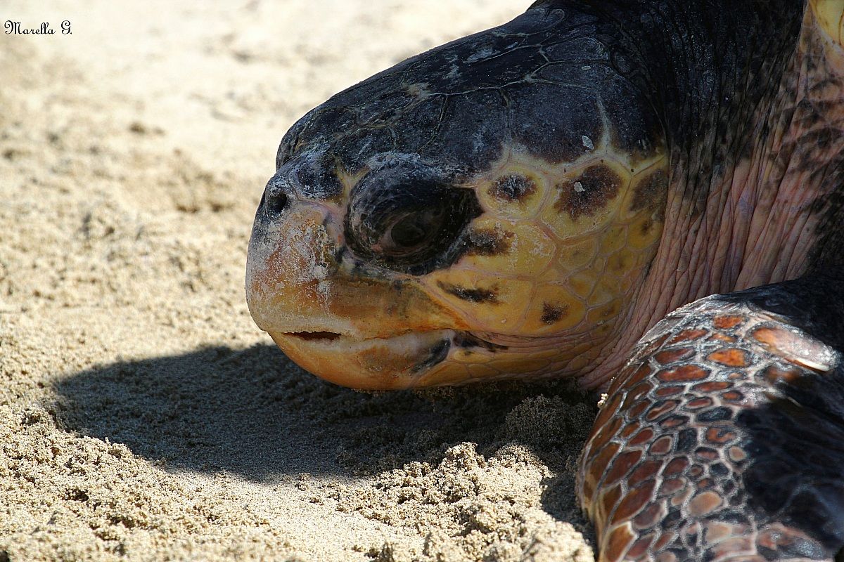 release sea turtles (coastal dunes park-ostuni)