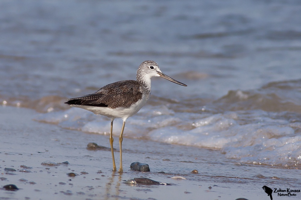 Pantana (Tringa nebularia)