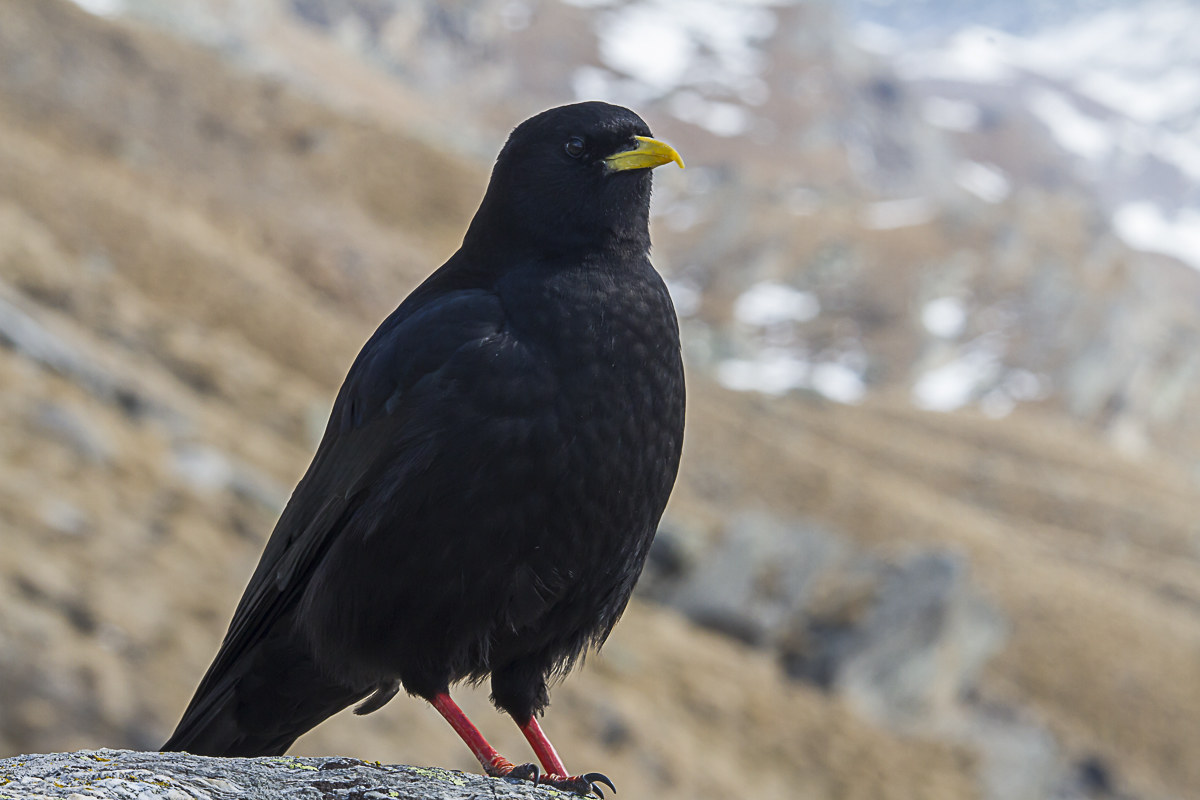 Alpine chough