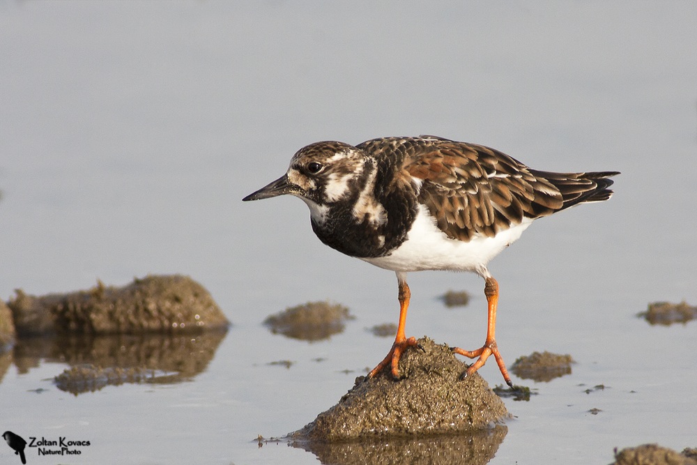 Ruddy Turnstone (Arenaria interpres)