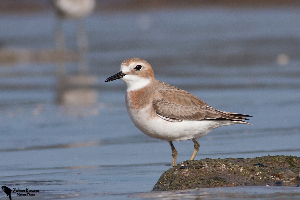 Lesser Sand Plover (Charadrius mongolus)