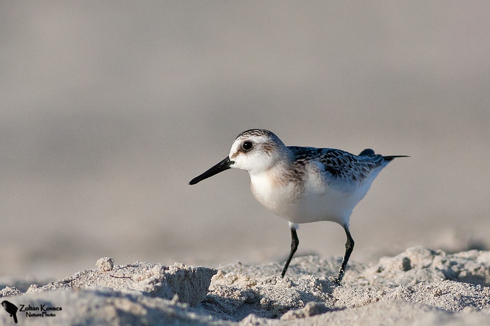 Sanderling (Calidris alba)