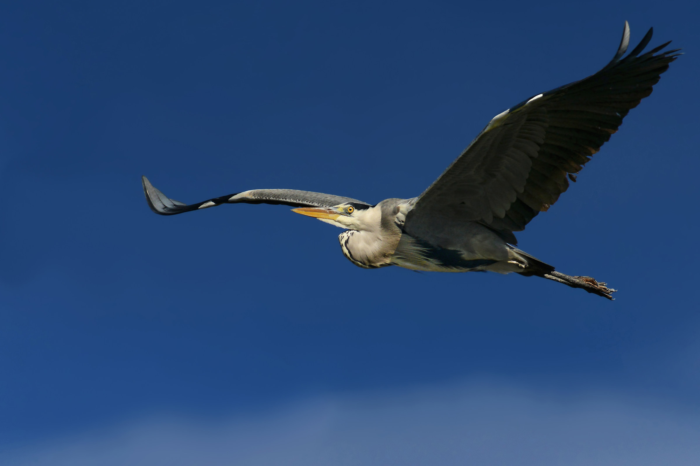 flying heron