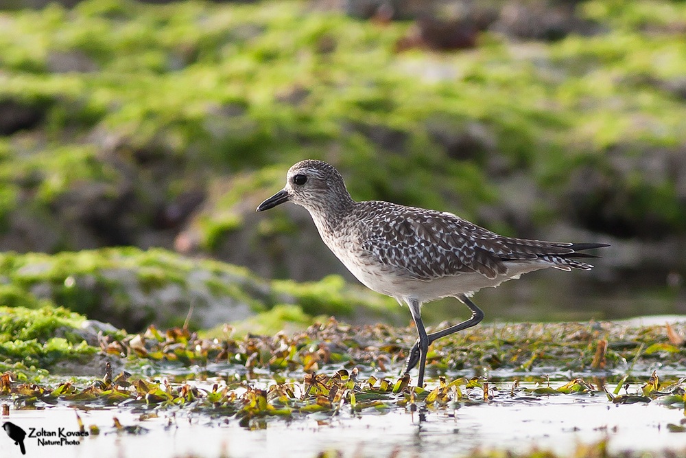 Pivieressa (Pluvialis squatarola)