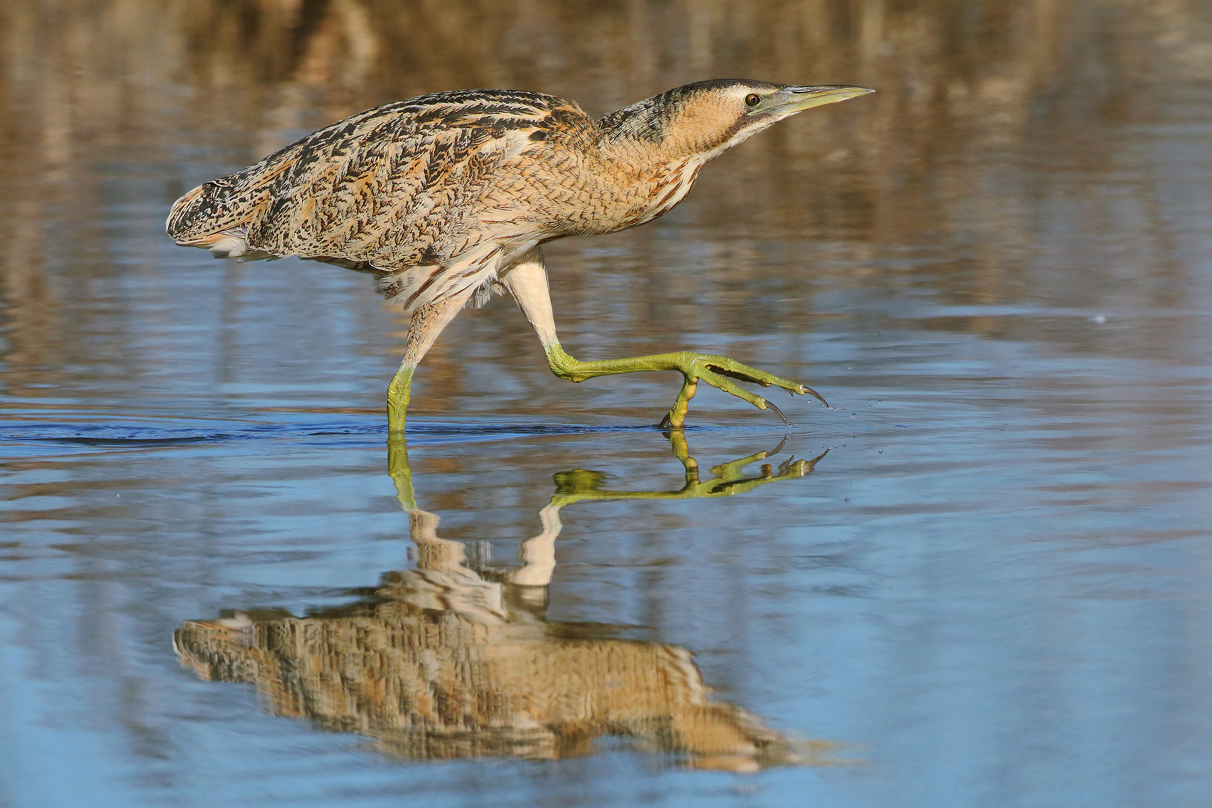 Bittern