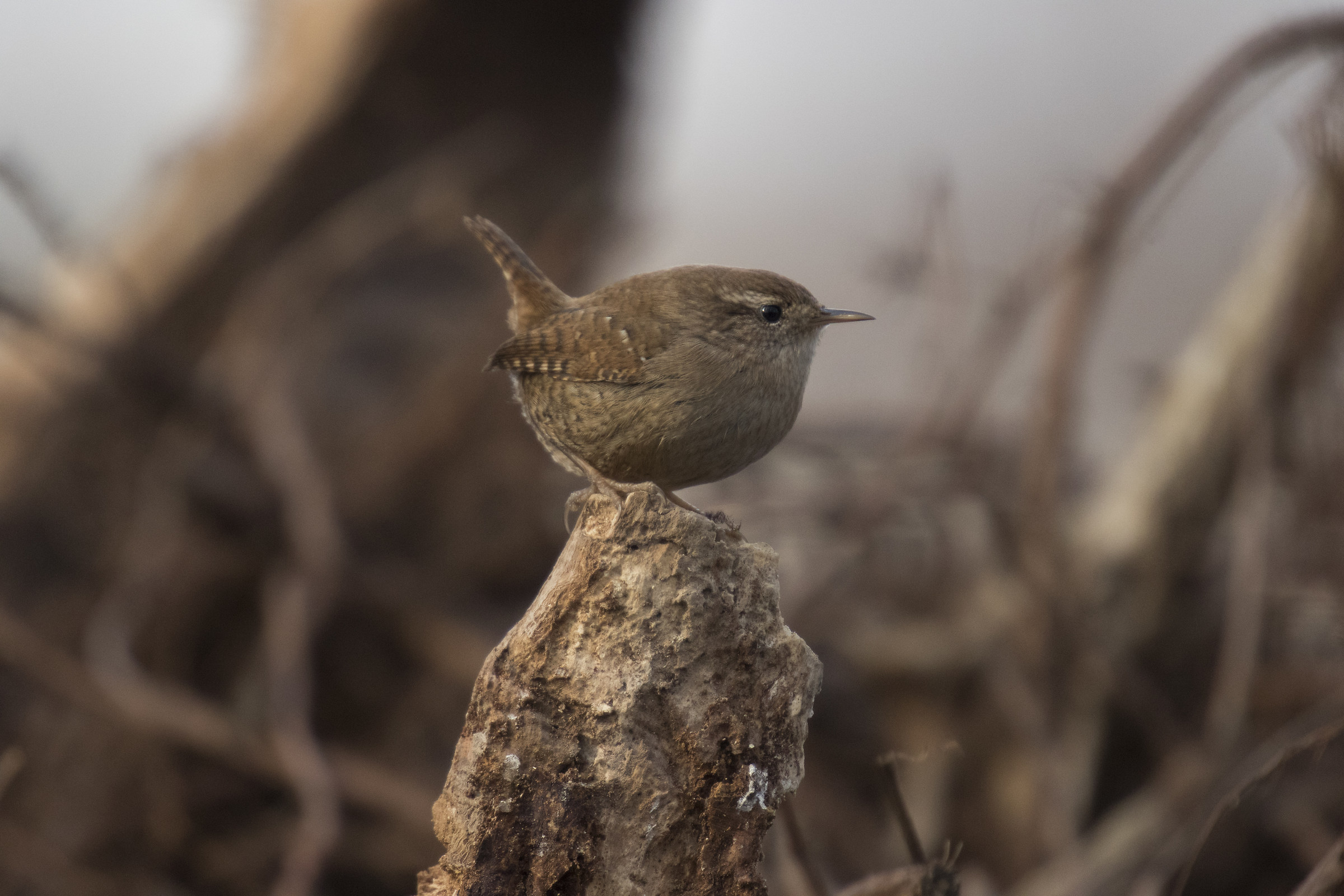 Wren