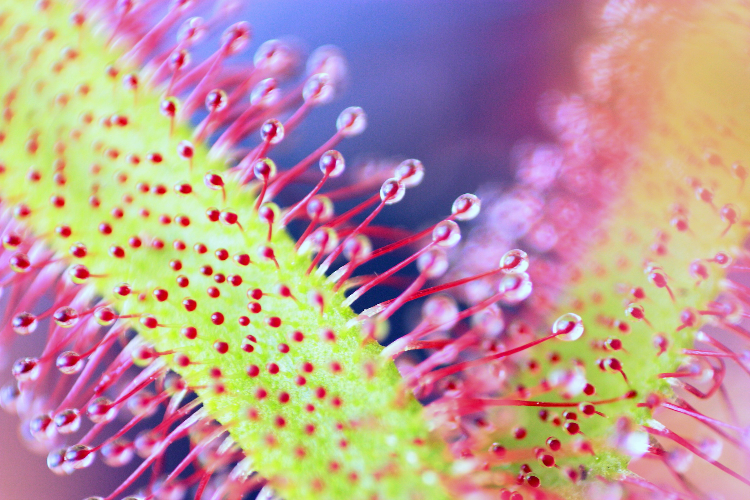 Drosera Capensis - Reverse Lens