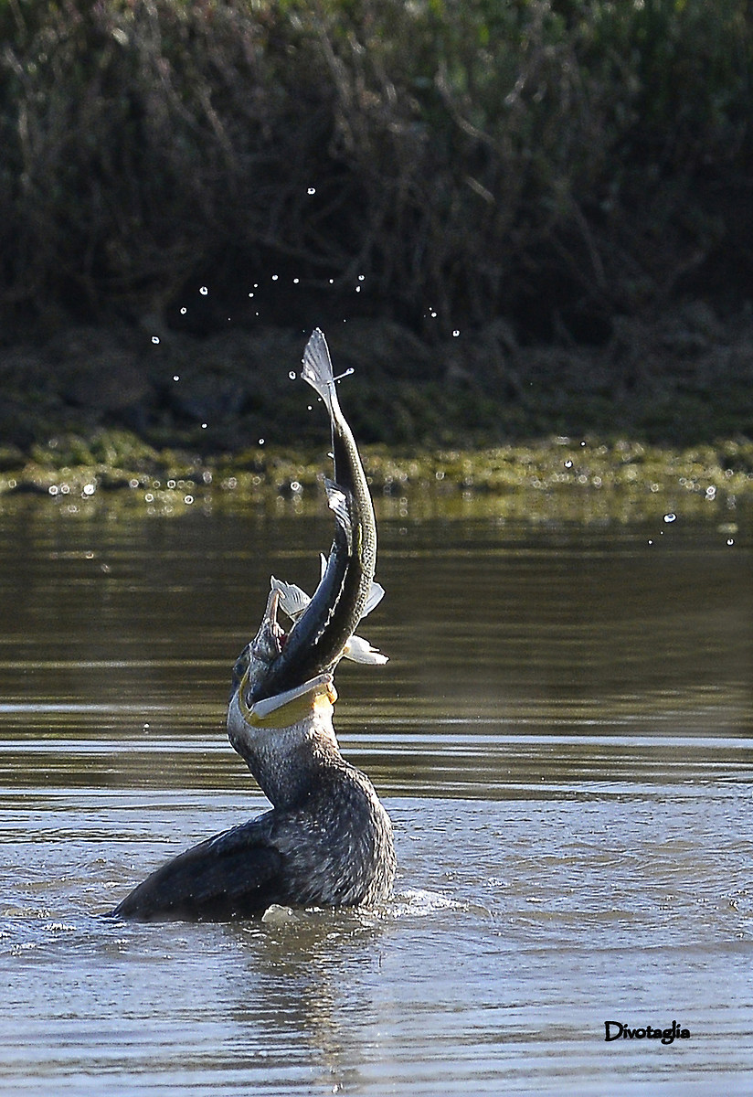 Cormorant greedy