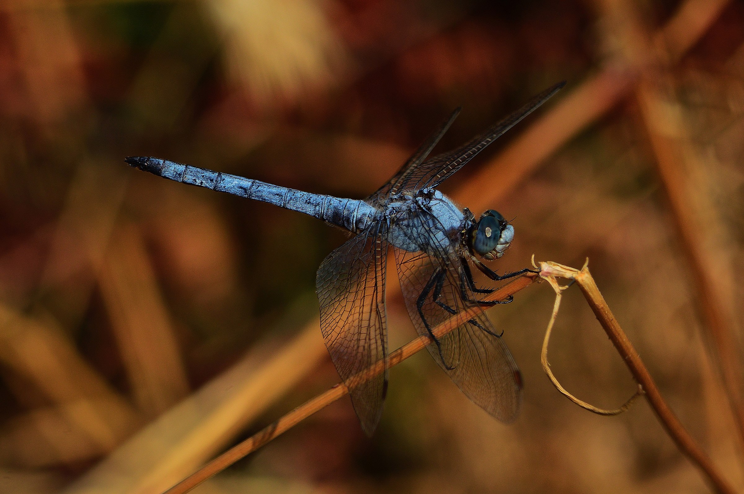 orthetrum brunneum