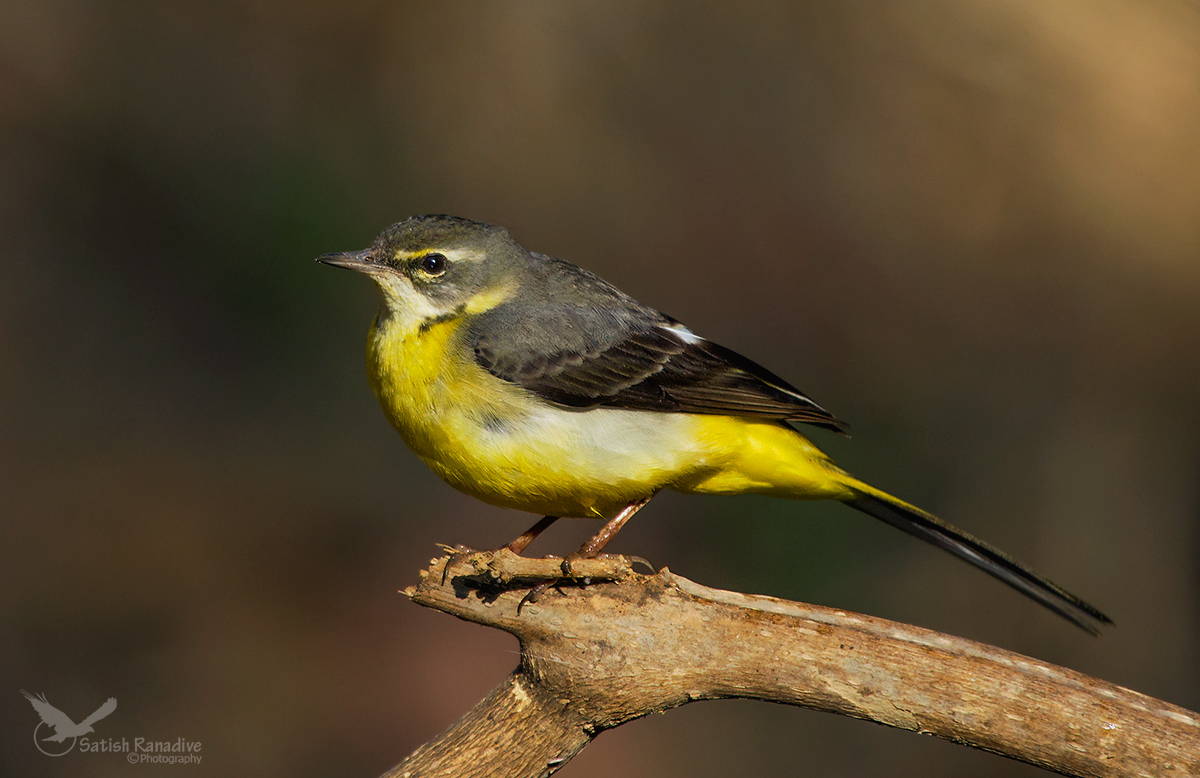 Grey Wagtail.